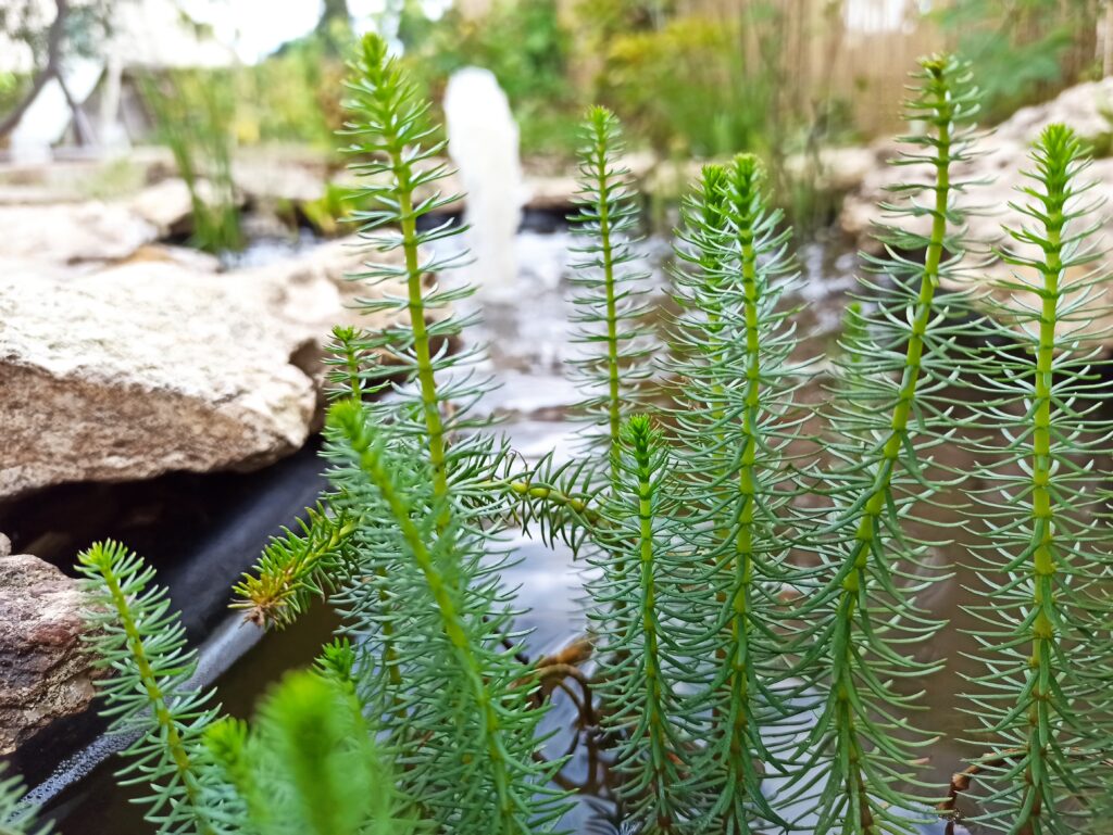 Exemple d'amÃ©nagement de bassin de jardin