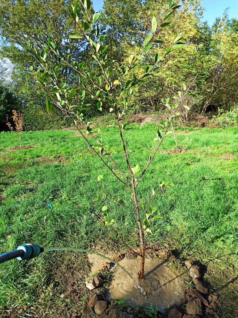exemples amÃ©nagement jardin crÃ©ation
