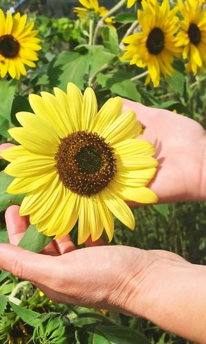 Intégration de la biodiversié dans l'amÃ©nagement de jardins par un paysgaiste