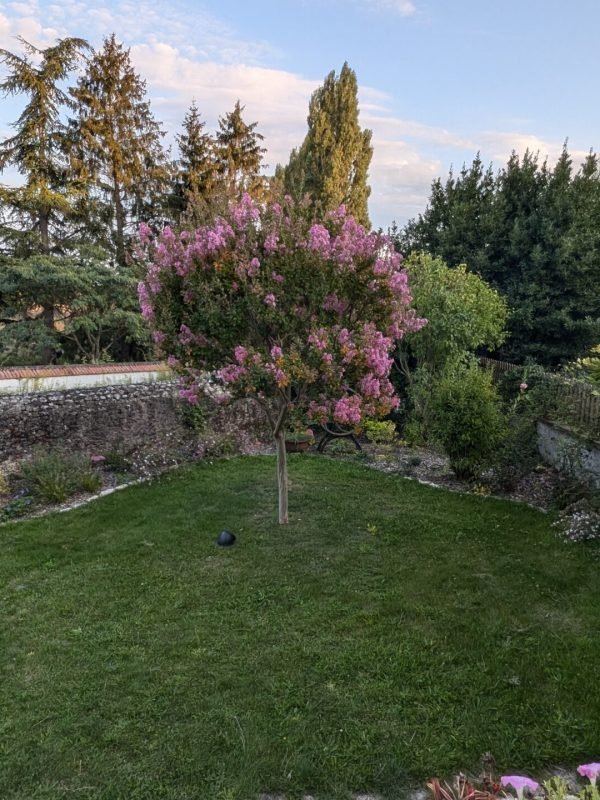 8 mois après plantation