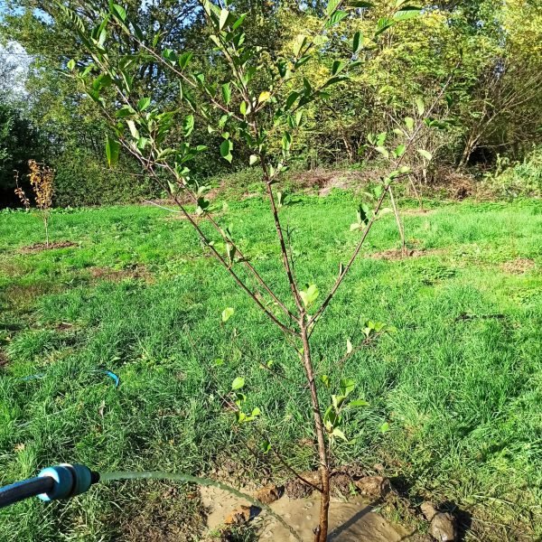 exemples amÃ©nagement jardin crÃ©ation