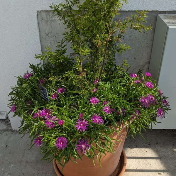 PXL_20240604_090803012