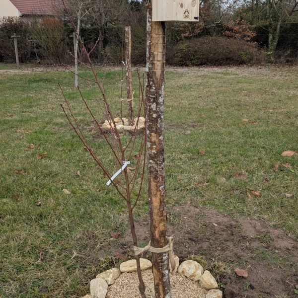 Création d'un verger